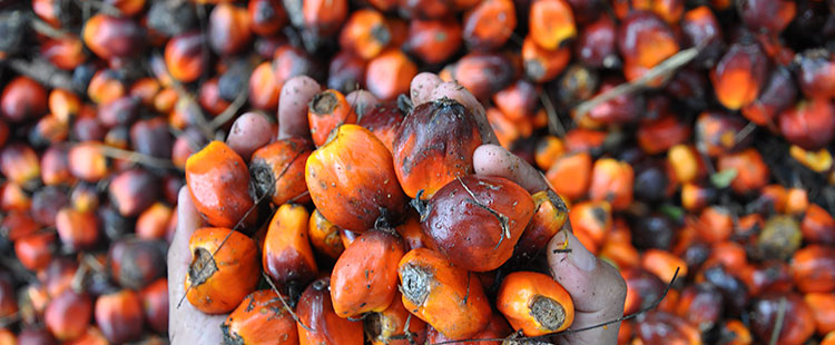 Origen Emulsión de Palma